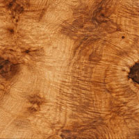 Big Leaf Maple